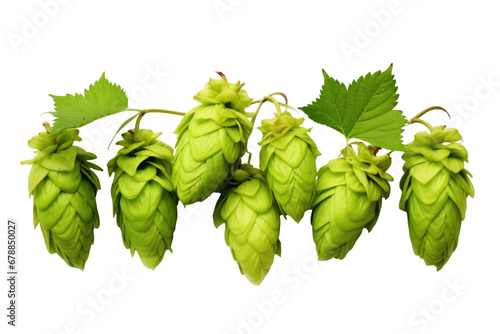 Green hops isolated on transparent background.