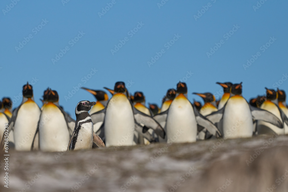 Fototapeta premium Group of King Penguins (Aptenodytes patagonicus) walking through a colony of Magellanic Penguins (Spheniscus magellanicus) at Volunteer Point in the Falkland Islands.