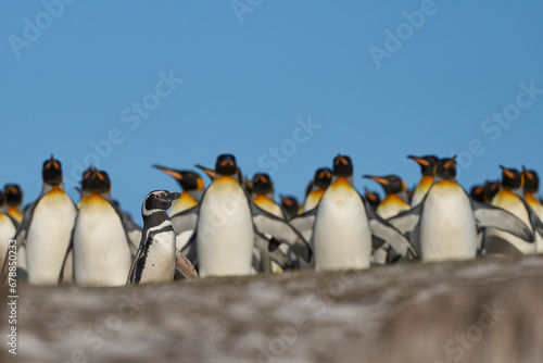 Group of King Penguins (Aptenodytes patagonicus) walking through a colony of Magellanic Penguins (Spheniscus magellanicus) at Volunteer Point in the Falkland Islands.