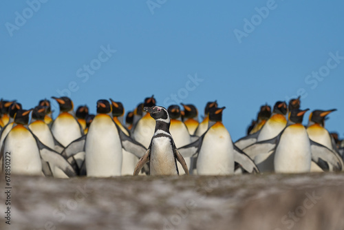 Group of King Penguins (Aptenodytes patagonicus) walking through a colony of Magellanic Penguins (Spheniscus magellanicus) at Volunteer Point in the Falkland Islands. photo