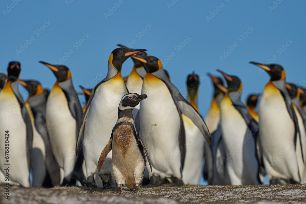 Fototapeta premium Group of King Penguins (Aptenodytes patagonicus) walking through a colony of Magellanic Penguins (Spheniscus magellanicus) at Volunteer Point in the Falkland Islands.