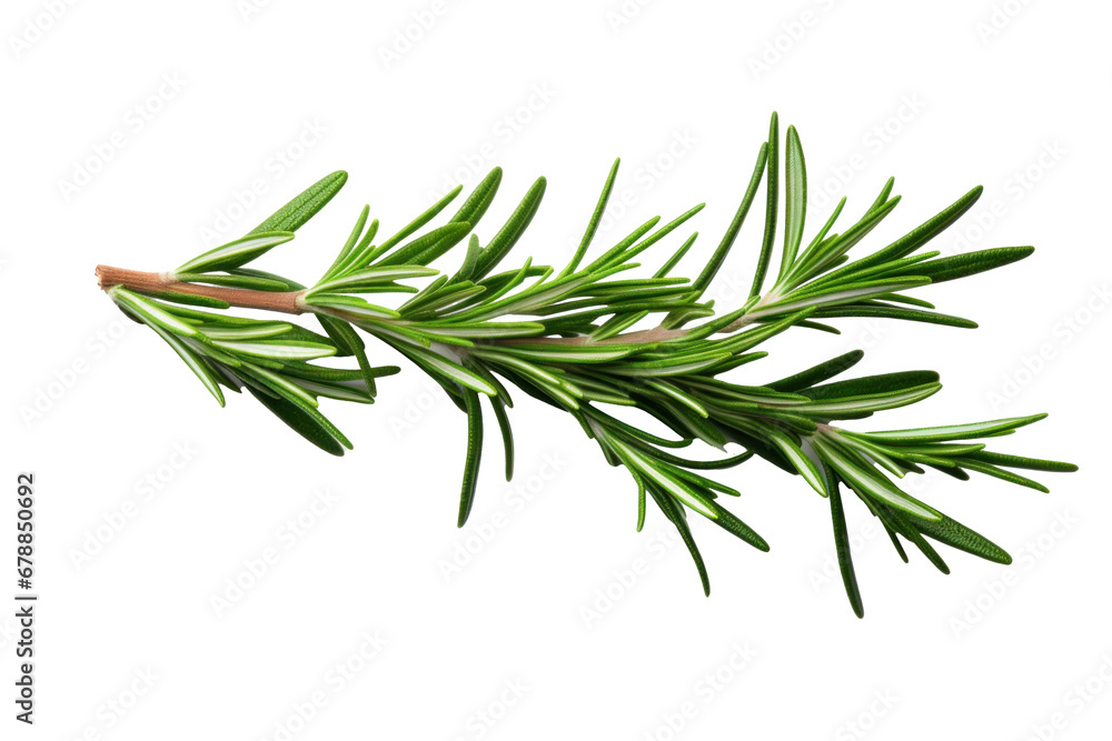 Rosemary isolated on a transparent background.