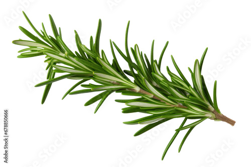 Rosemary isolated on a transparent background.