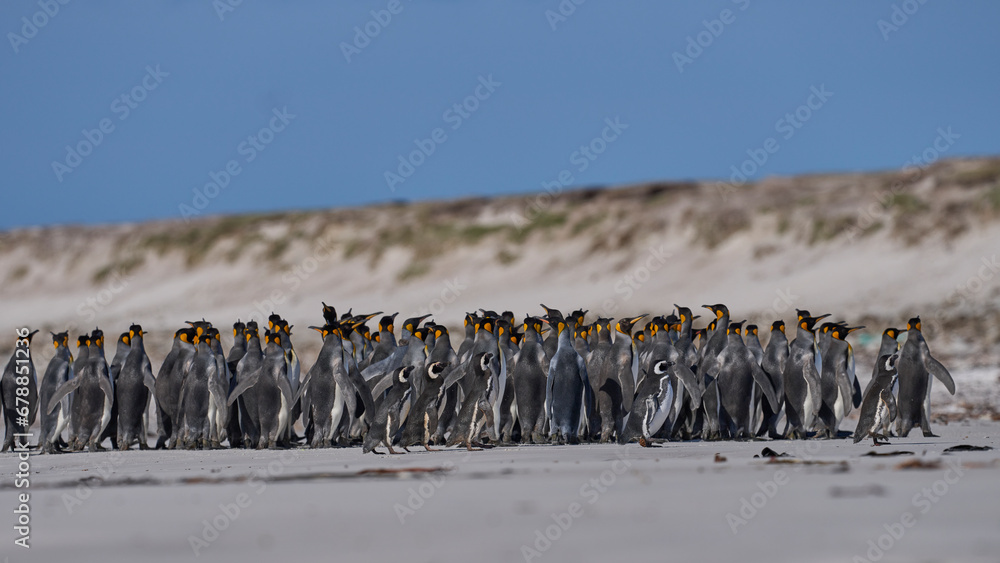 Obraz premium Large group of King Penguins (Aptenodytes patagonicus) and a few Magellanic Penguins (Spheniscus magellanicus) on a sandy beach at Volunteer Point in the Falkland Islands.