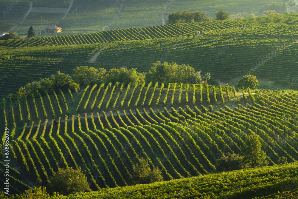 Fototapeta premium Langhe, trees among the vineyards, Neive, Piedmont, Italy.