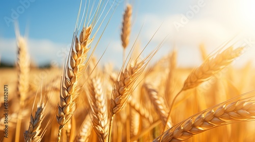 Harvest Time Concept. Close-up photo Of Ripe Golden Wheat With Vintage Effect Background
