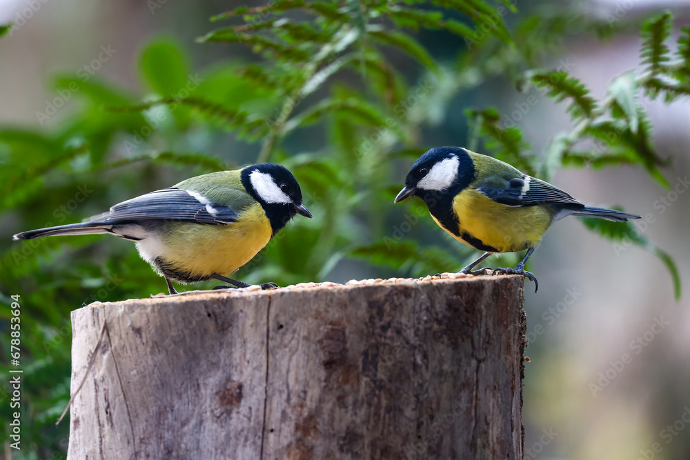 Naklejka premium Dwie sikorki bogatki