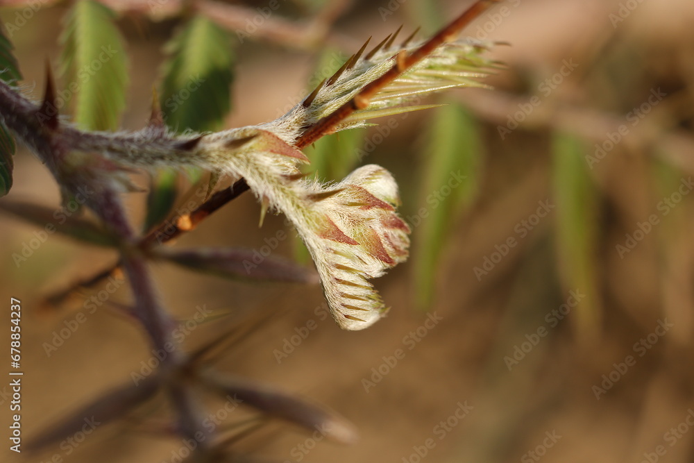 Leaves of the Set Al-Musahti tree the new Leaves of the Set Al-Musahti tree the new