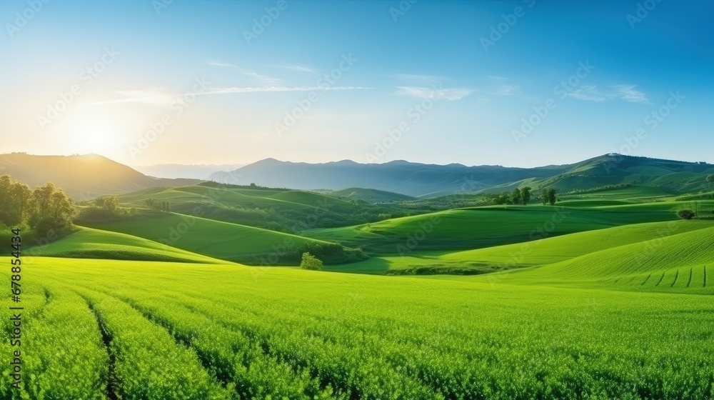Beautiful green field of Cereal sprouts close-up in the morning in sunlight landscape, panoramic view.