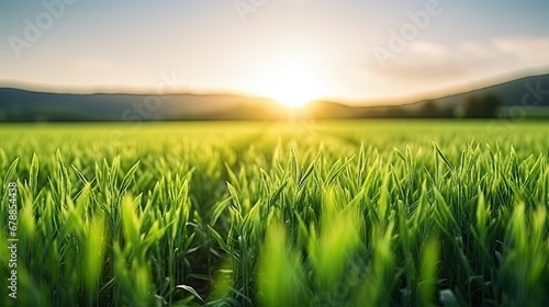 Beautiful green field of Cereal sprouts close-up in the morning in sunlight landscape, panoramic view.