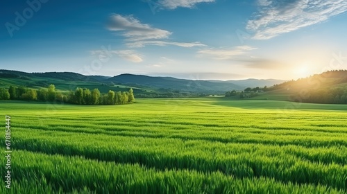 Beautiful green field of Cereal sprouts close-up in the morning in sunlight landscape  panoramic view.