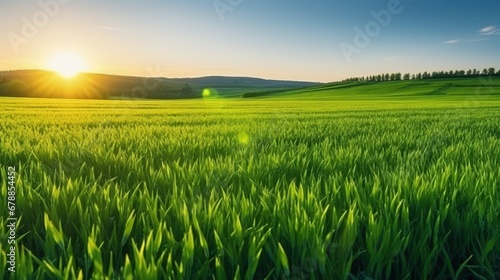 Beautiful green field of Cereal sprouts close-up in the morning in sunlight landscape  panoramic view.