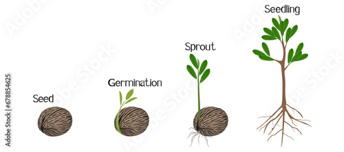 Sequence of othalanga Cerbera odollam plant growing isolated on white.