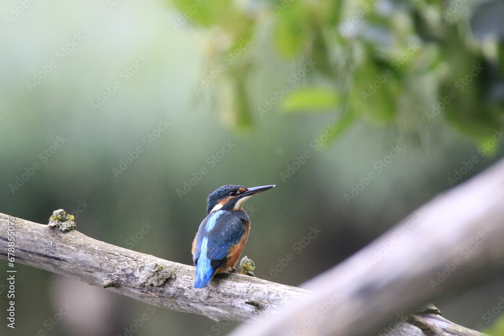 Fototapeta premium Eisvogel (Alcedo atthis)