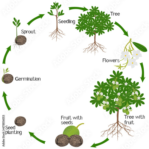 A growth cycle of othalanga Cerbera odollam tree on a white background.