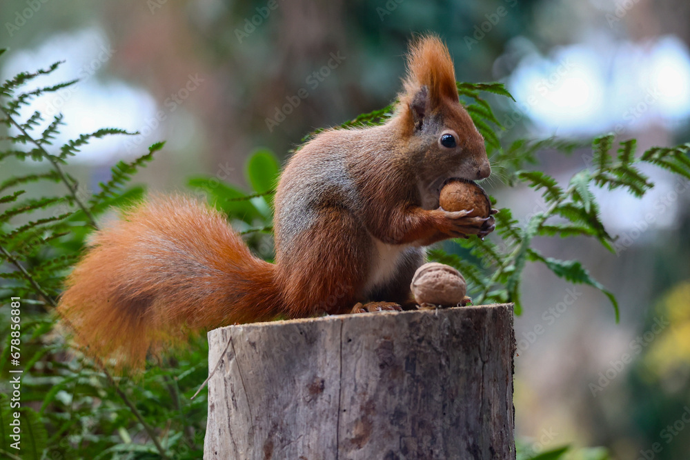 Obraz premium Wiewiórka