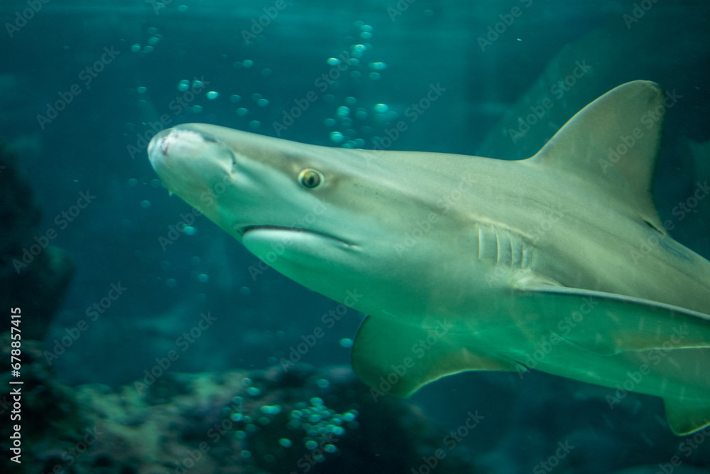 Fototapeta premium shark