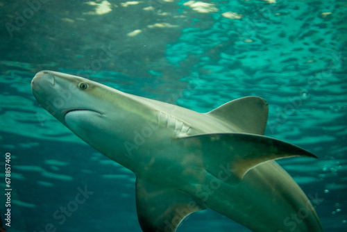 shark