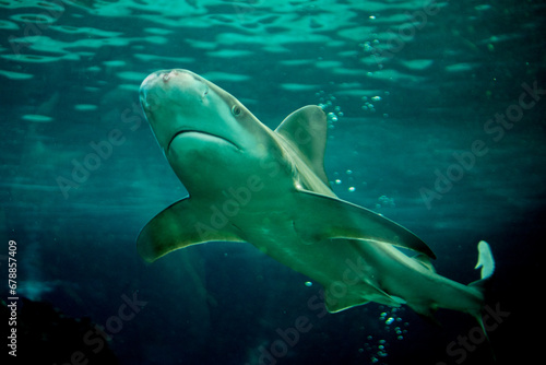 shark