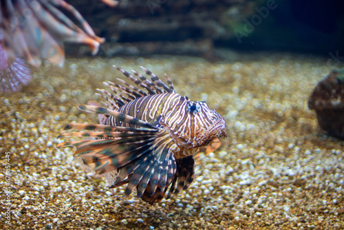 fish in aquarium
