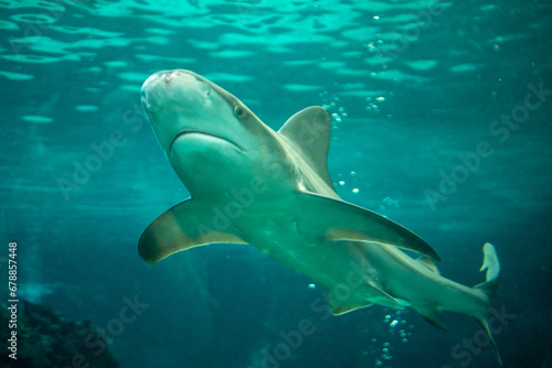 shark © Cervi
