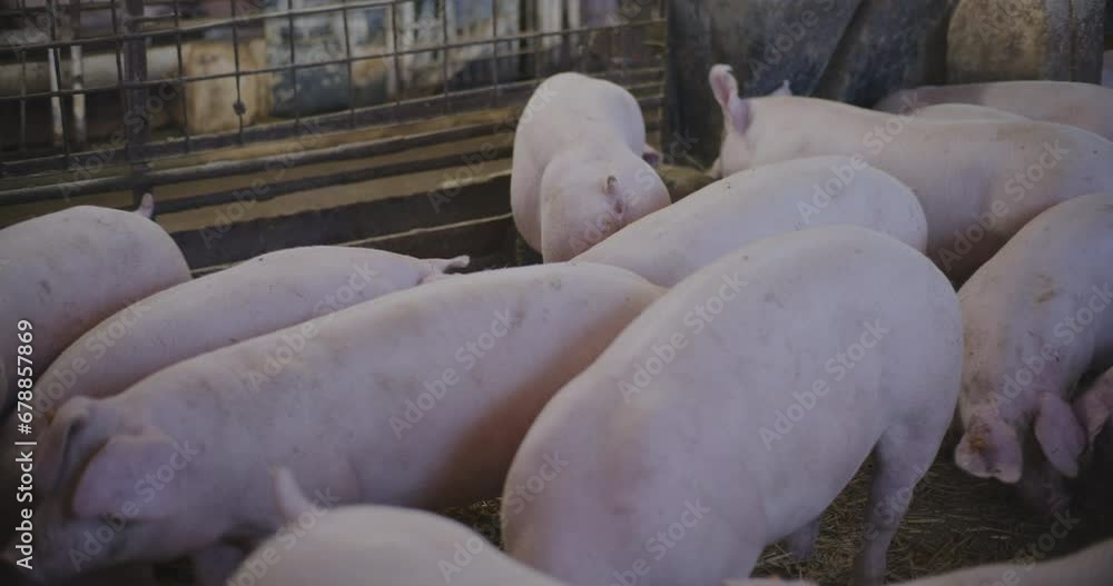 Pigs At Livestock Farm Group Of Piglets Swine Pigs on livestock farm Pig farming Pigs At Livestock Farm Group Of Piglets Swine Pigs on livestock farm Pig farming
