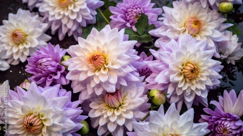 Beautiful purple dahlia flower with water drops. Springtime Concept. Mothers Day Concept with a Copy Space. Valentine s Day.