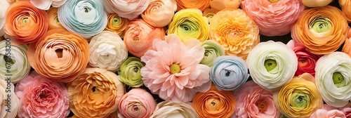 Panoramic View of a Colorful Mixof Roses and Ranunculus 