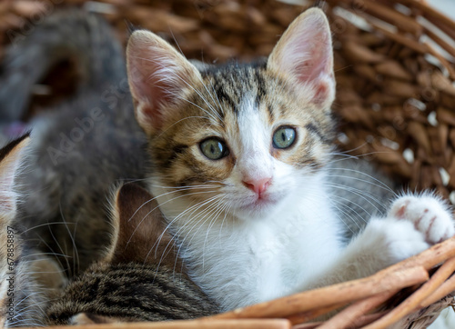 Pet animal; cute kitten tabby