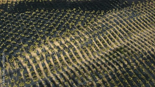 Sunlit Aerial Perspective of the Olive Grove Seas in Jaen (Spain)