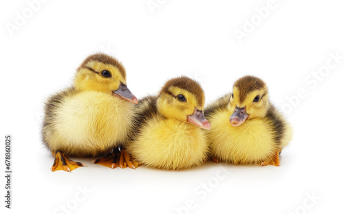 Little yellow ducklings.