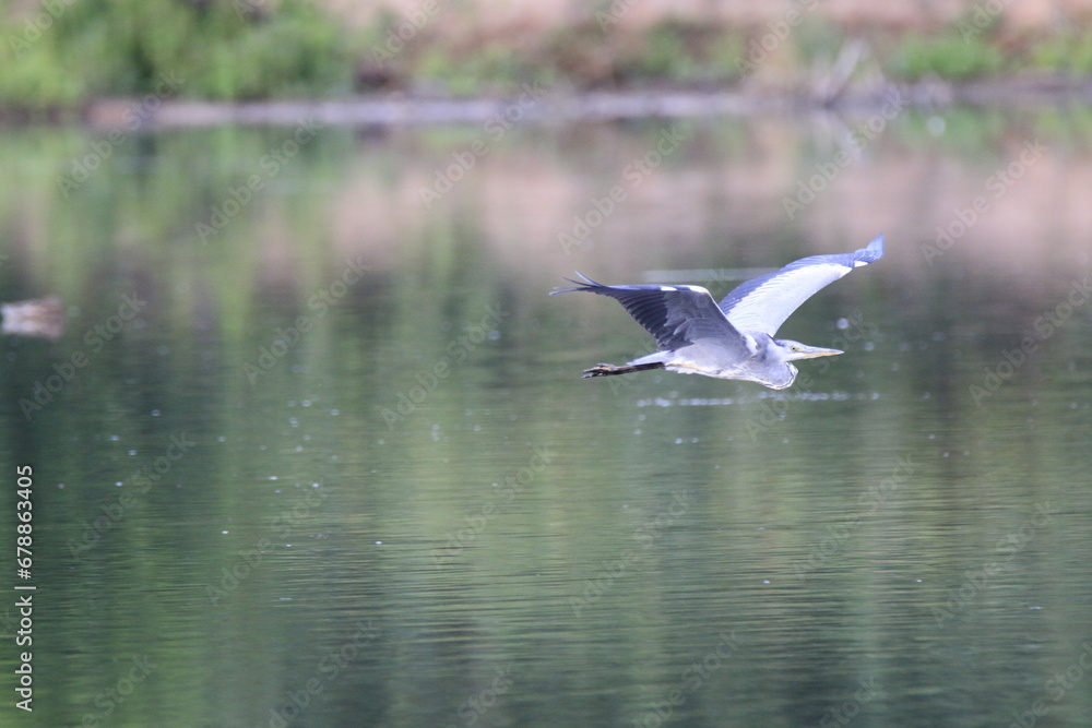 Fototapeta premium Graureiher (Ardea cinerea)