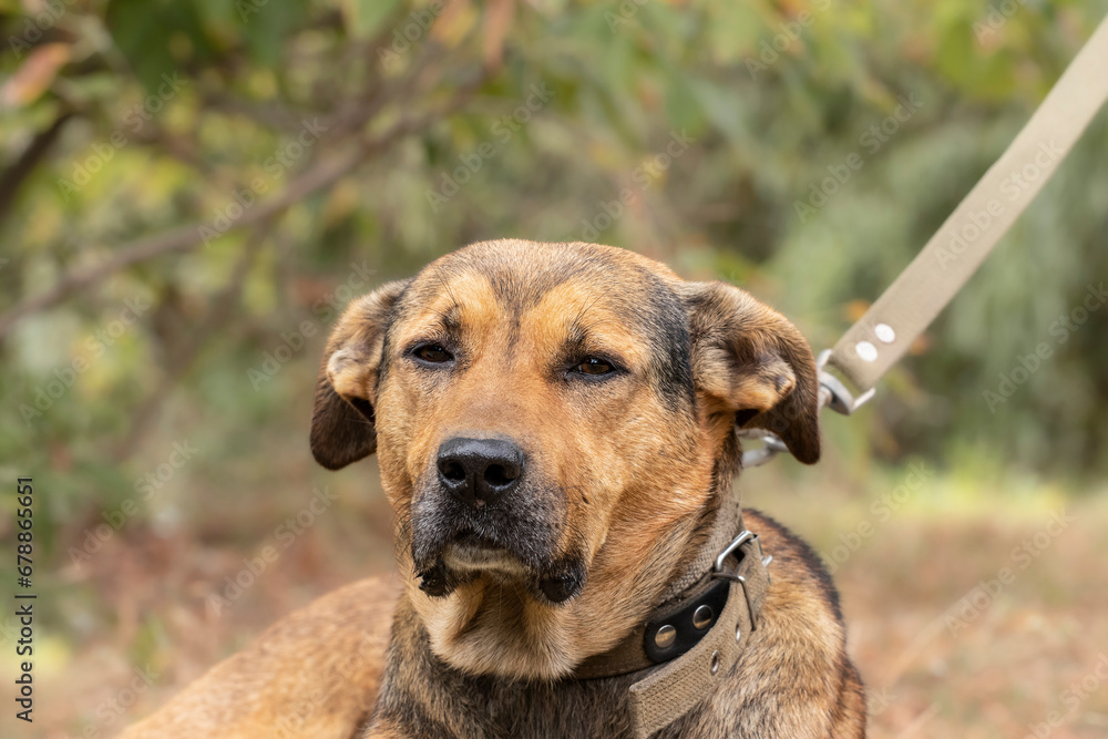 Large dog on a leash.A dog in a collar and on a leash walks with the owner in the park.Safely walking the dog in public places. Large dog on a leash.A dog in a collar and on a leash walks with the owner in the park.Safely walking the dog in public places.