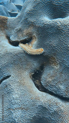 Fire worm on coral photo