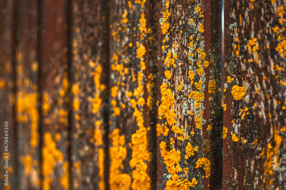 Wooden board with moss and old paint. Background wood plank. Wooden board with moss and old paint. Background wood plank.