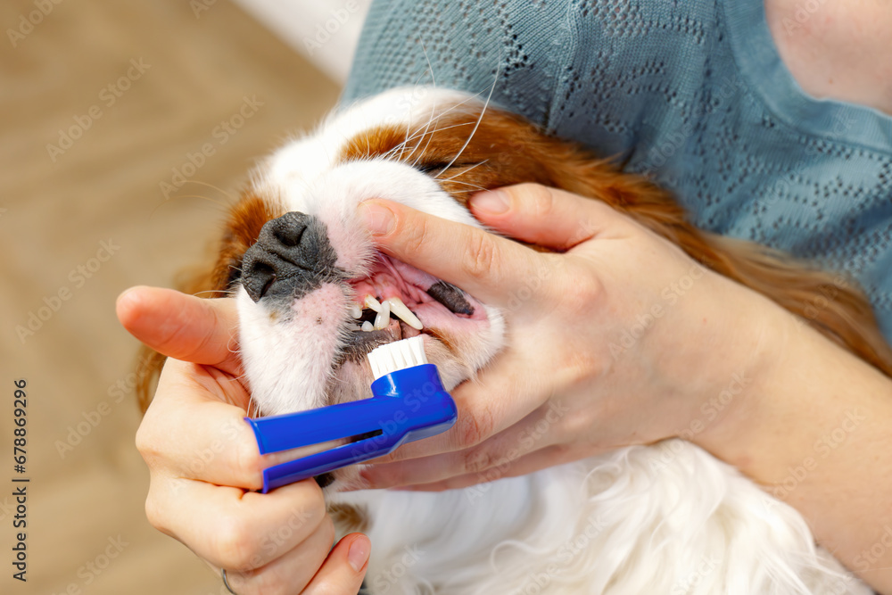 Canine Oral Hygiene. Dog during the procedure of brushing teeth and
