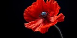 Red Poppy flower close-up isolated on black background