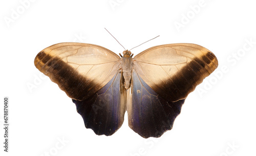 Big butterfly Caligo memnon