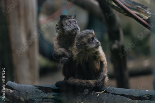 Dos monos capuchinos en un árbol photo