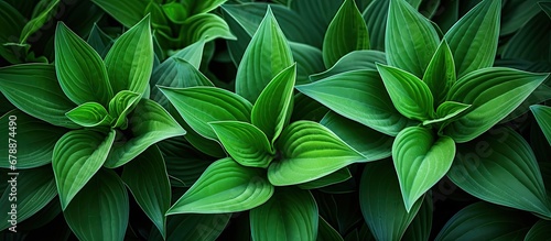 In the summer the vibrant green leaves of the plant create a beautiful pattern against the desert background adding a touch of color and beauty to the otherwise barren environment showcasing