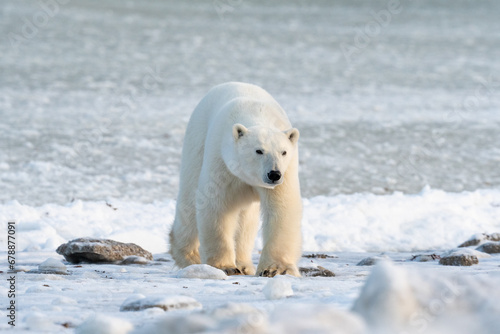 Polar Bear on the shore of Hudson photo