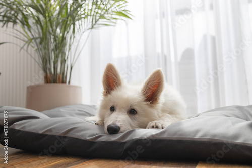 Adorable white Swiss shepherd puppy lies on his bed in a room in an apartment and rests