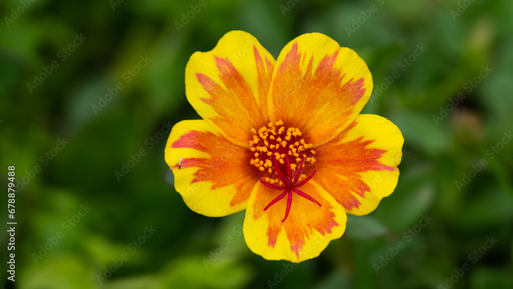 Yellow flower on green Yellow flower on green