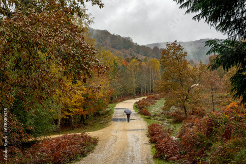 Incredible landscape of beech trees with orange autumn colors in the Gorbea natural park in Álava Spain with person in the distance walking with umbrella. Natura 2000 Network.