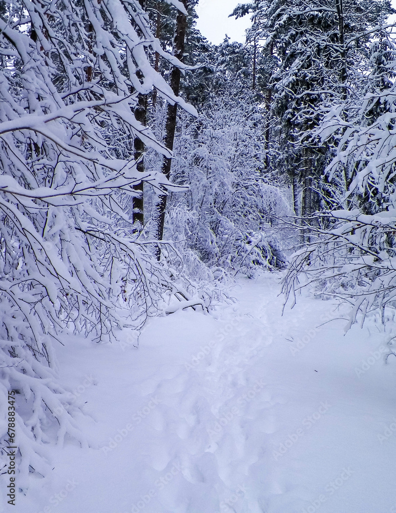 Winter forest in Wiezyca, Kashubia, northern Poland Winter forest in Wiezyca, Kashubia, northern Poland