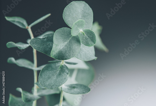 Eucalyptus plant leaves. Fresh Eucalyptus close up, on light grey background, scented, essential oil. Aromatherapy. 