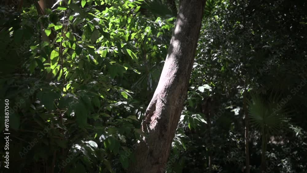 Tropical forest with large tree surrounded by green exotic plants with soft sun light in the morning jungle of Tulum Tropical forest with large tree surrounded by green exotic plants with soft sun light in the morning jungle of Tulum