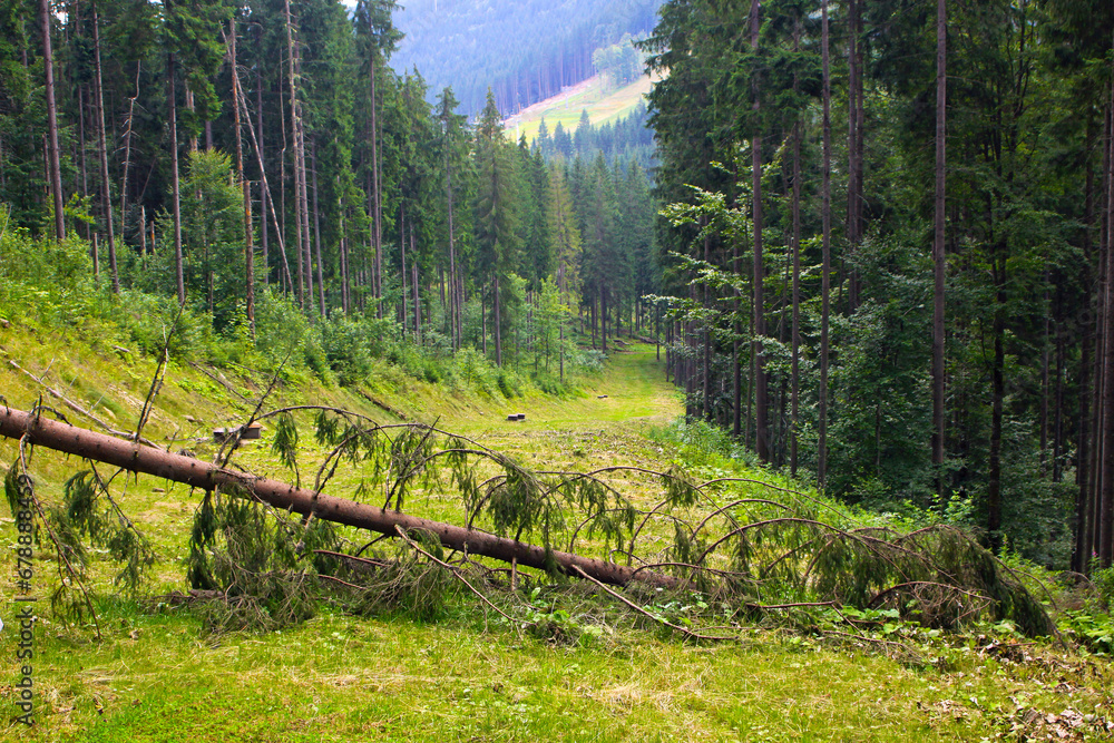 Fallen pine-tree across the track of Bukovel ski resort in summer, Carpathian mountains, Ukraine
