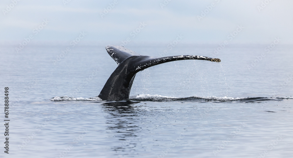 Obraz premium Whale Tail