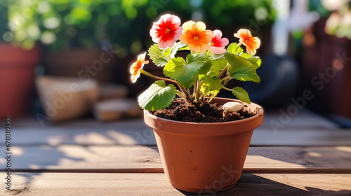 Beautiful flower in a pot